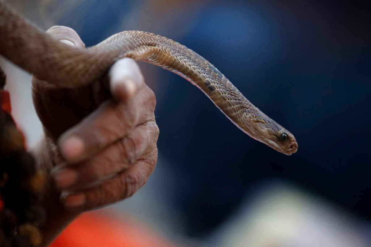 Змея погибла после укуса пьяного человека