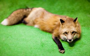 Выборжцы просят помощи: ветеринары не берут на лечение сбитого лисёнка