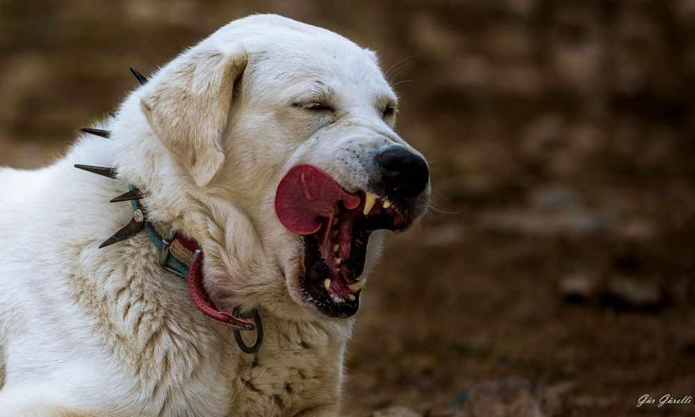 В России утвердили список потенциально опасных собак