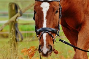 Лошади-«потеряшке» хотят оплатить конюшню