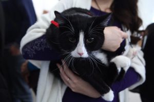 В Петербурге спасённого из вороньего гнезда кота приютил директор банка