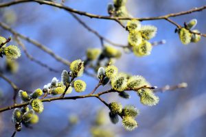 Весна пришла не по графику: жители Ленобласти заметили набухшие почки на деревьях