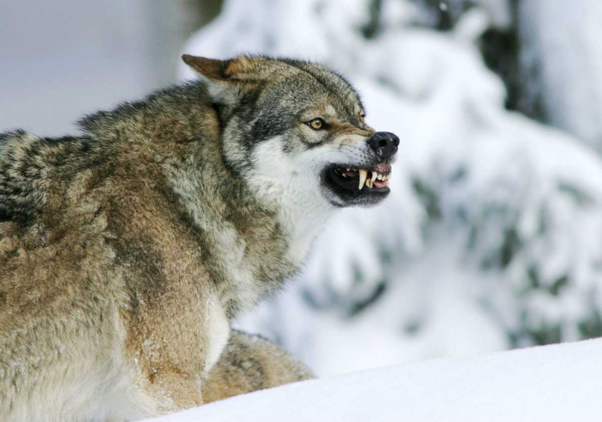 В Калуге три волка загнали мужчину на дерево