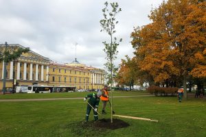 В Петербурге началась весенняя посадка деревьев и кустарников