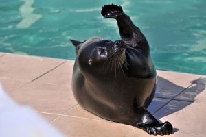 «Неторопливо движения по своим делам»: в центре «Спасение тюленей» показали новое видео с Крошиком